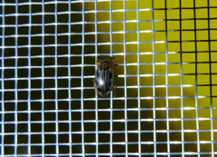 Hygrotus parallellogrammus