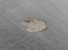 Niphopyralis