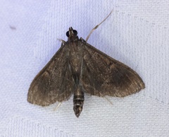 Almonia