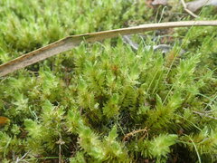 Pulchrinodus inflatus