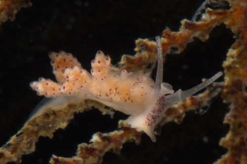 Crowned Seaslug