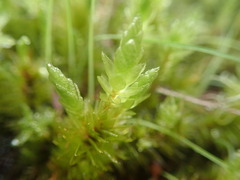 Pulchrinodus inflatus