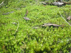 Pulchrinodus inflatus