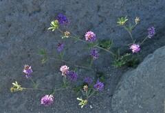 Medicago lessingii