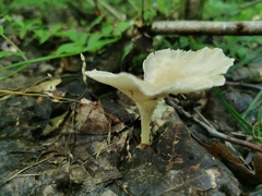 Singerocybe