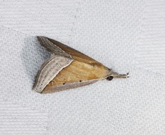 Hypena conscitalis