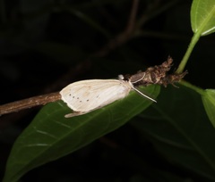 Laelia anamesa