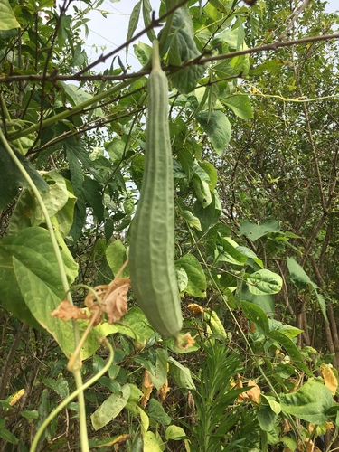 Luffa acutangula
