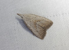 Meganola brunellus