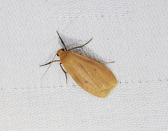 Paralithosia shaowuica