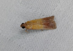 Piesmopoda semilutea
