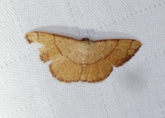 Pylargosceles steganioides