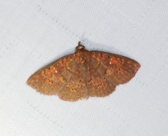 Sarobides inconclusa