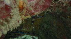 Doryrhamphus negrosensis