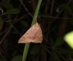 Thyas juno