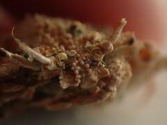 Pippacirama tuberculosa