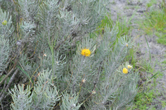 Leucospermum tomentosum