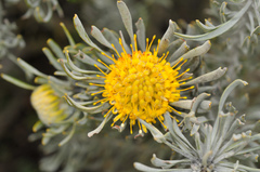 Leucospermum tomentosum