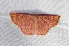 Chrysocraspeda miniosa