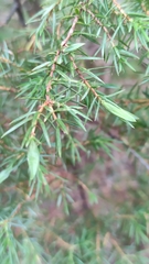 Oligotrophus juniperinus