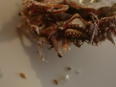 Pippacirama tuberculosa