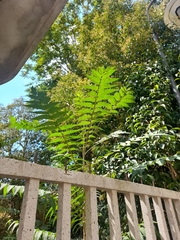 Ailanthus altissima