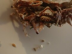 Pippacirama tuberculosa