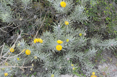 Leucospermum tomentosum