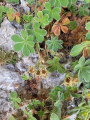 Potentilla nivalis