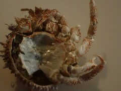 Pippacirama tuberculosa