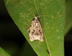 Phaecasiophora leechi