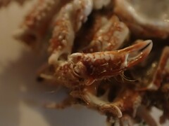 Pippacirama tuberculosa