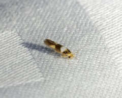 Stathmopoda opticaspis