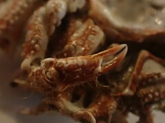 Pippacirama tuberculosa