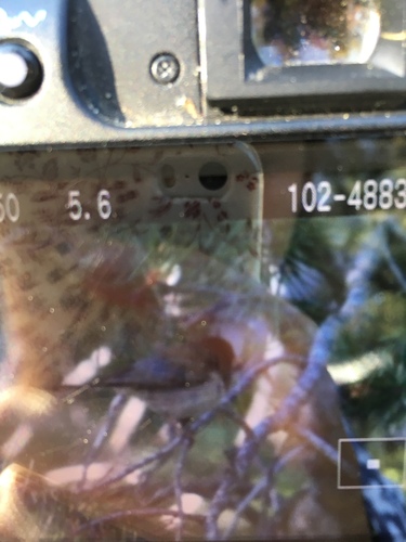 iNaturalist observation photo of Dark-eyed Junco