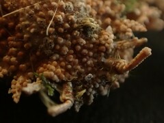 Pippacirama tuberculosa