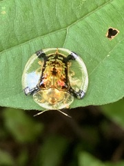 Aspidimorpha malaccana