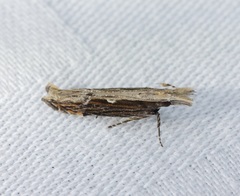 Hypatima spathota