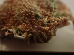 Pippacirama tuberculosa