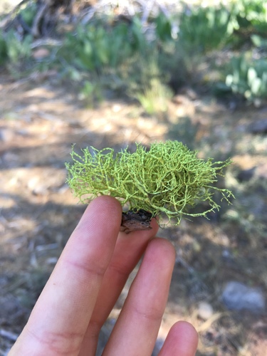 iNaturalist observation photo of wolf lichen