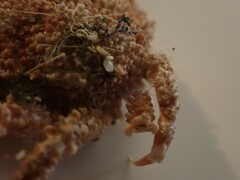 Pippacirama tuberculosa