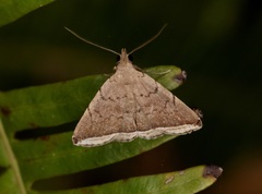 Lysimelia alstoni