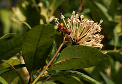 Ixora brachypoda