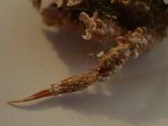 Pippacirama tuberculosa