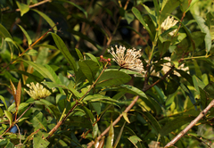 Ixora brachypoda