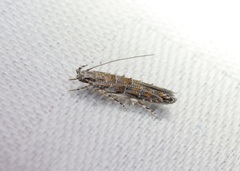 Metharmostis multilineata