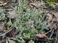 Cladonia crispata