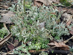 Cladonia crispata