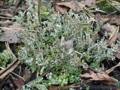 Cladonia crispata
