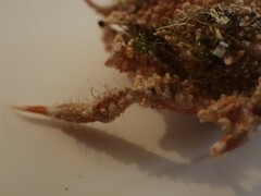 Pippacirama tuberculosa